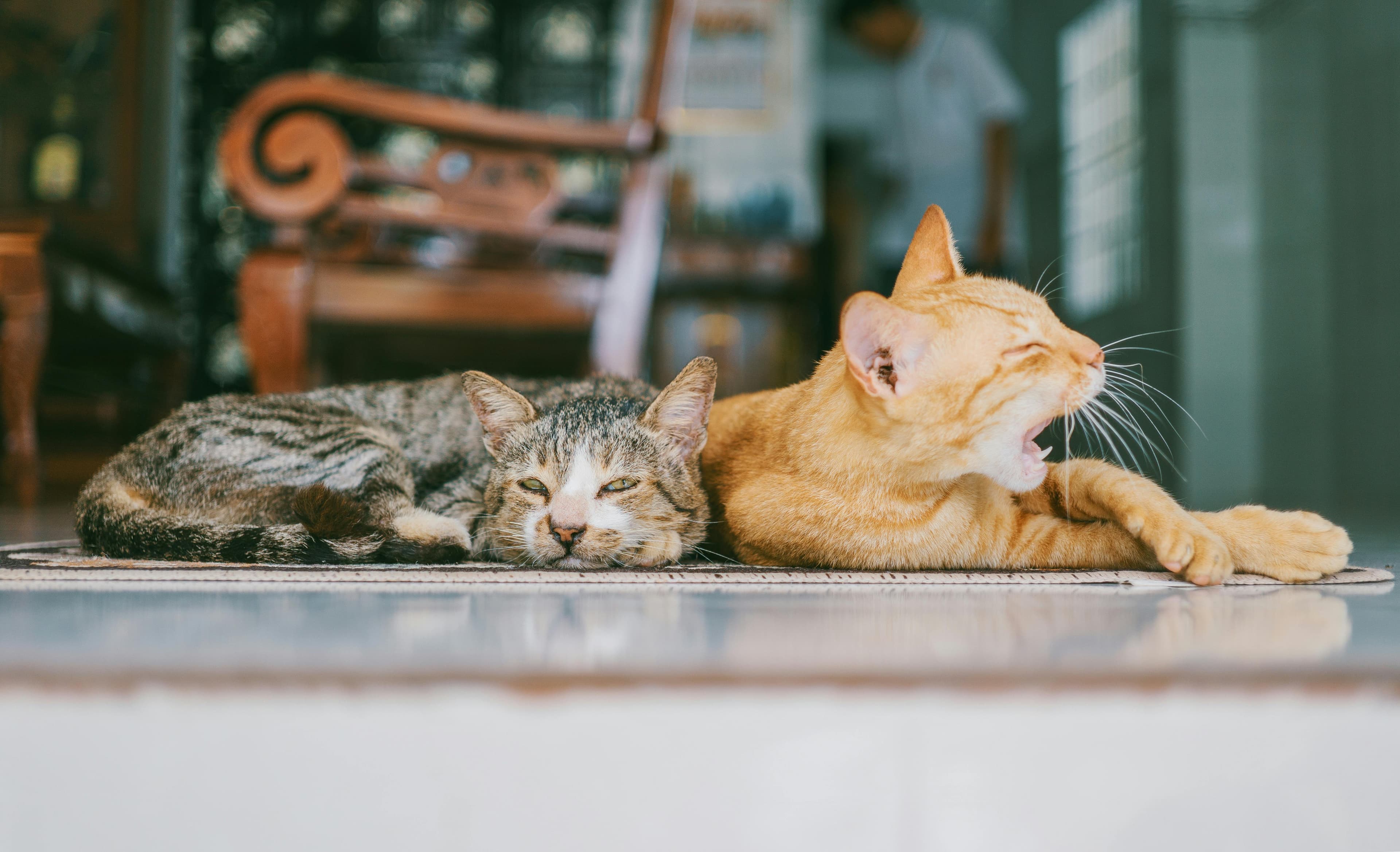 Search for veterinary practices
