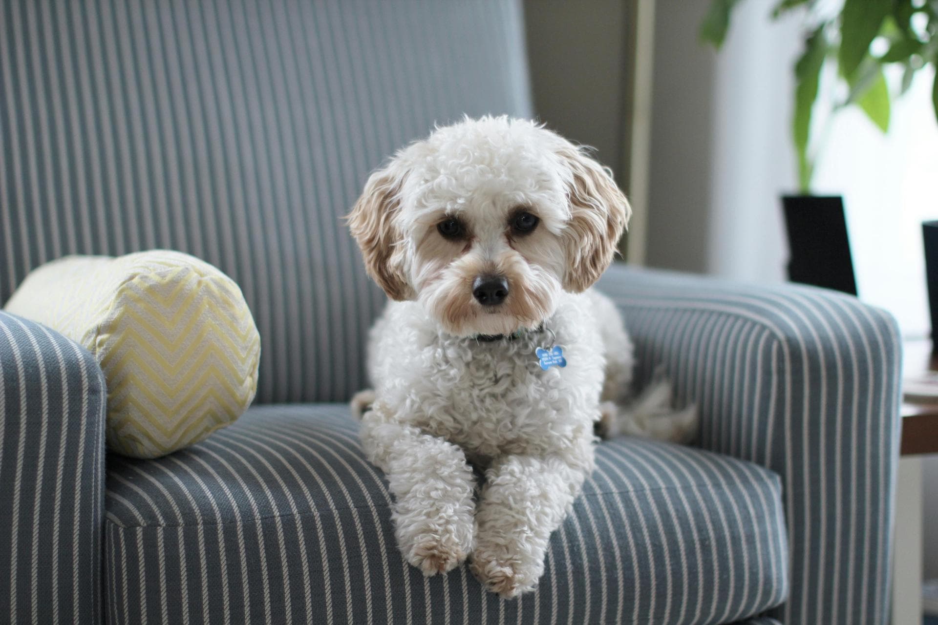 Bichon frise on striped chair