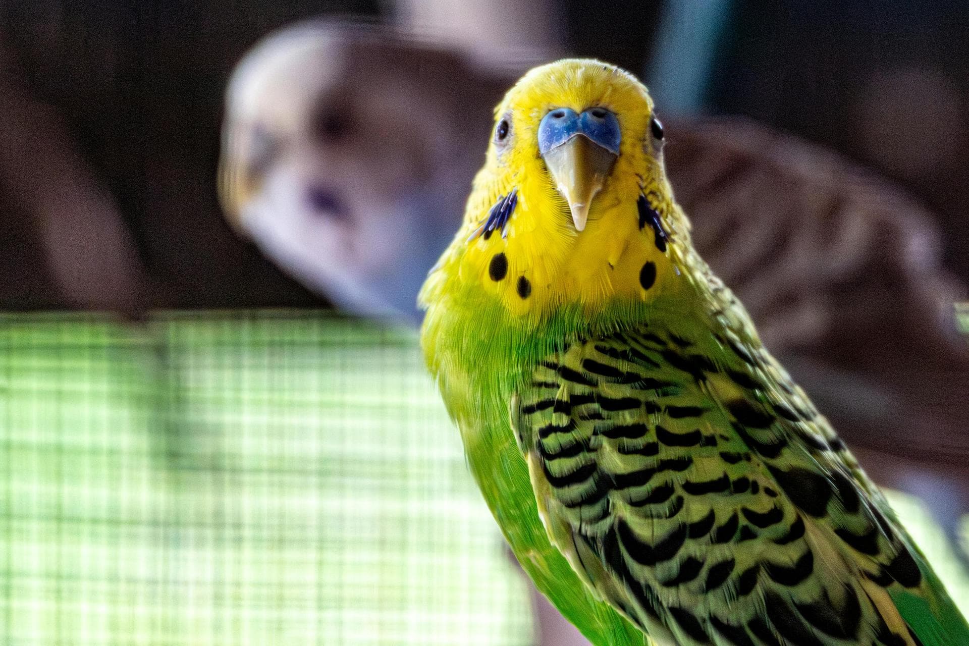 Best Vets in Woodstock